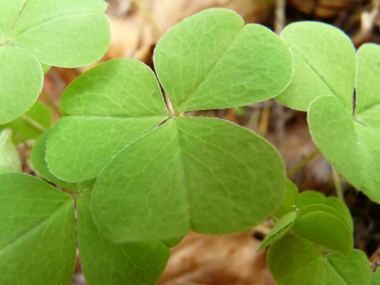 Feuilles composées à 3 folioles et faisant penser à celles du trèfle. Agrandir dans une nouvelle fenêtre (ou onglet)